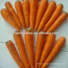 Маленькая морковь